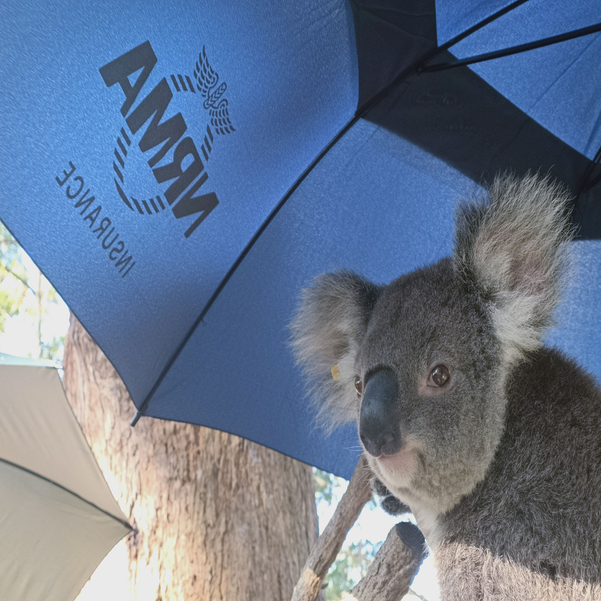 NRMA Insurance x Port Macquarie Koala Hospital Partnership & Activation